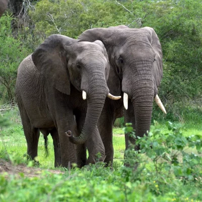 Biodiversity_African-Forest-Elephant_Public-Domain_-1-1-aspect-ratio-1920-1300