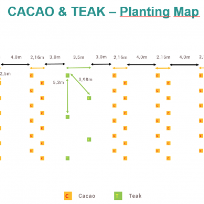 Cacao & teak planting design