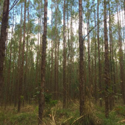 Plantation of Eucaliptus uro-grandis of 4 years inside the Fazenda Nascente do Luar.